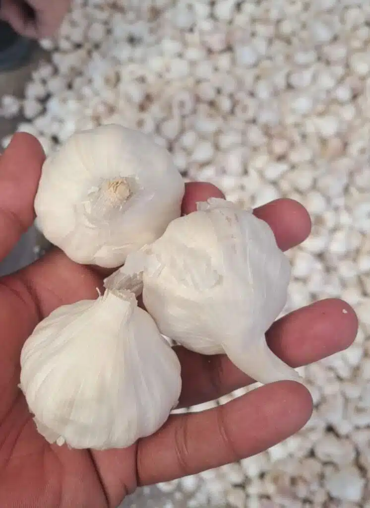 Fresh Garlic (OOTY Variety)