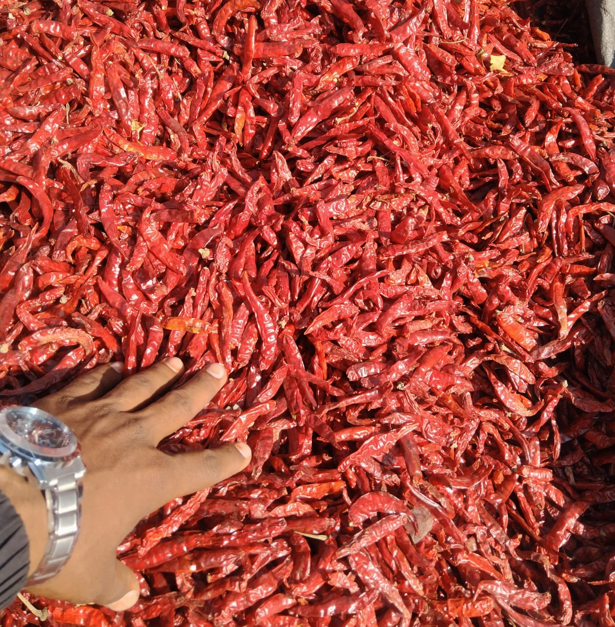 Red Chilli