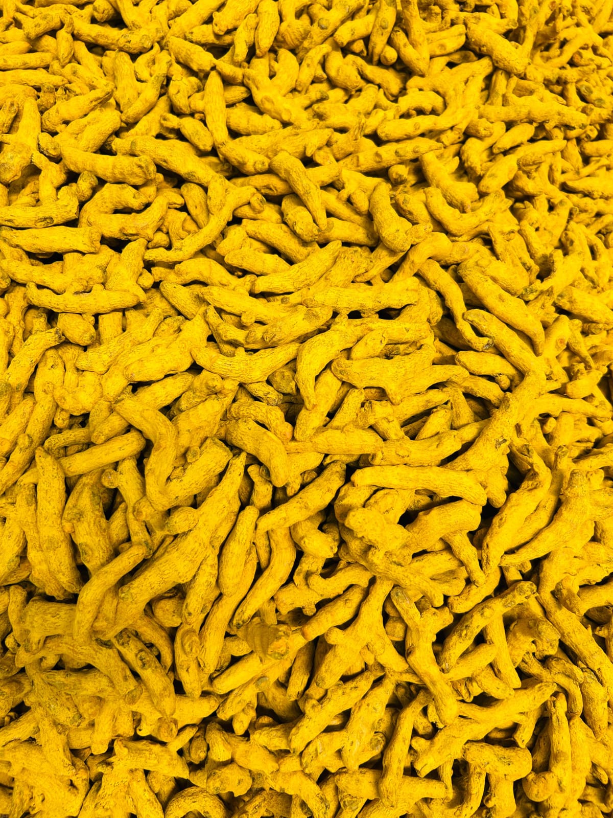 Turmeric