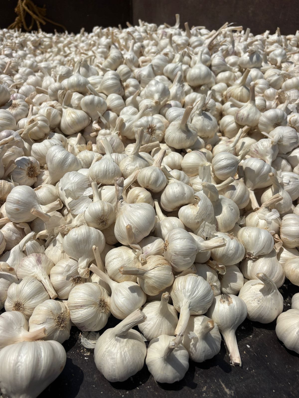 Fresh Garlic -  Ooty Variety